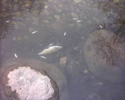 Inquinamento 24-02-05 015.jpg